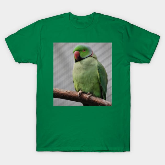 Perched Parakeet T-Shirt by snknjak